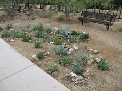 plant grouping agaves KM